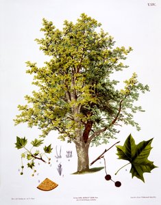 Bannwarth tarafından kazınmış Londra Uçağı by Johann Kautsky